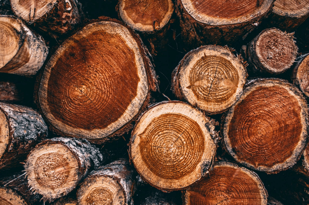 Suar Wood vs Teak Wood: Main Differences