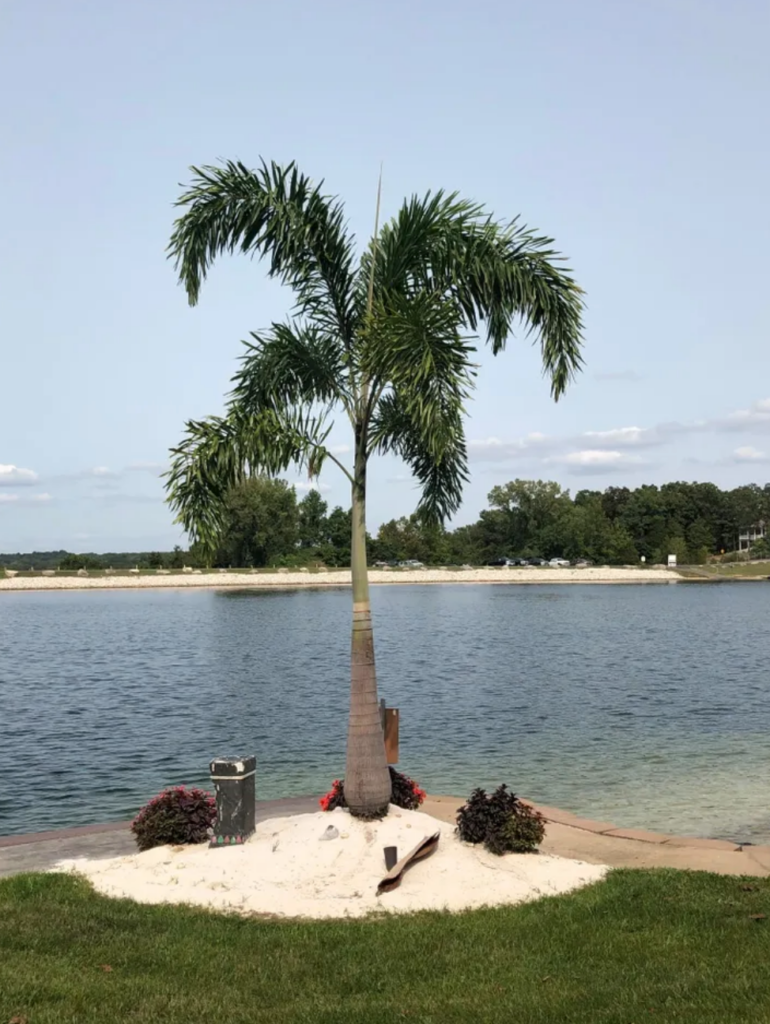 Palm tree at the lake of the ozarks